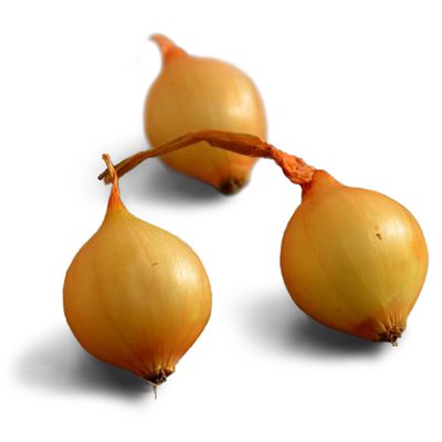jaune paille oignon jaune paille