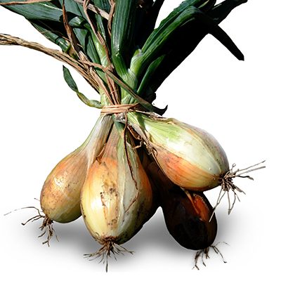 poire bamberg oignon poire bamberg