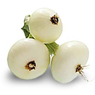 snowball oignon snowball