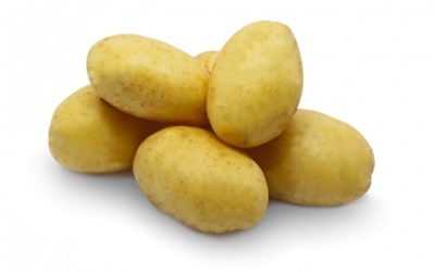 agata pomme de terre agata