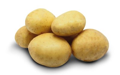 alienor pomme de terre alienor