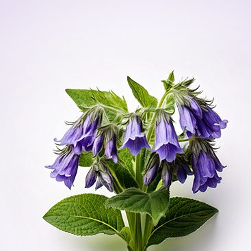consoude consoude
