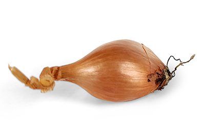 meloine echalote meloine
